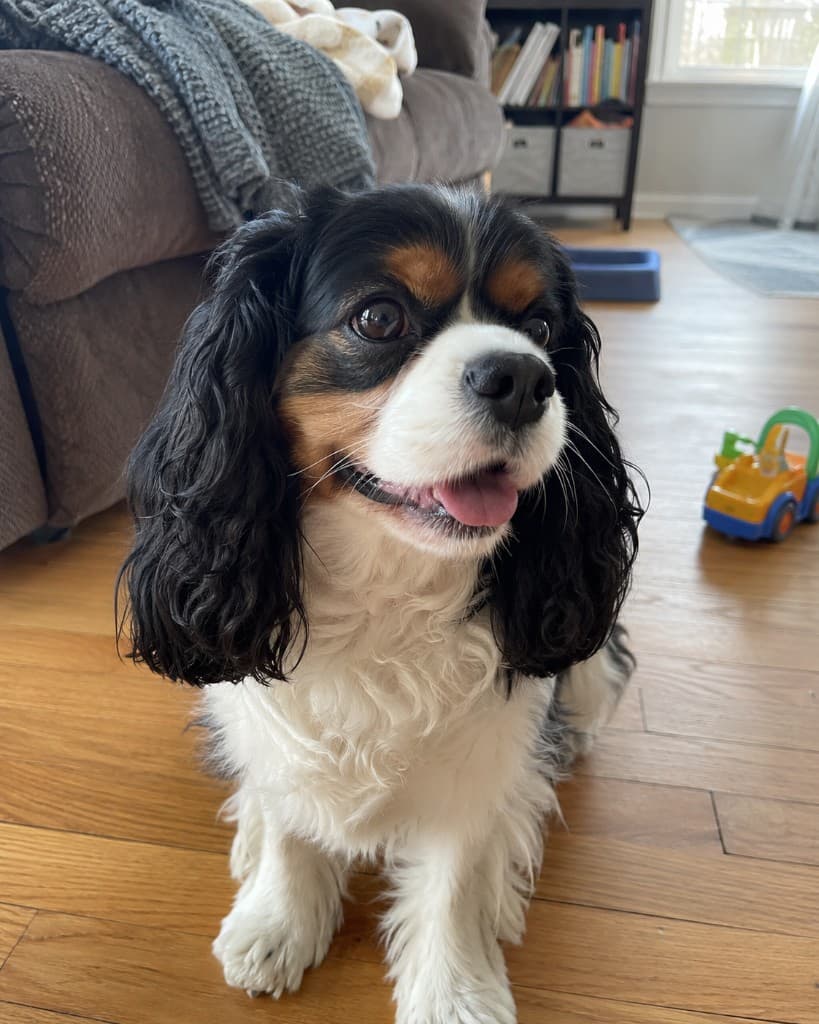 Biscuit, a tri-color Cavalier King Charles Spaniel sitting and smiling indoors