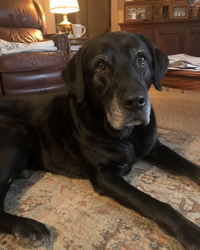 Duke, a senior black Labrador lying on a rug in a warm living room